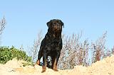 ROTTWEILER 110